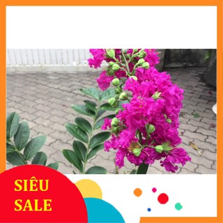 Hạt Giống Hoa Bằng Lăng Tím (25-35 Hạt) - [MUA 3 TẶNG 1 CÙNG LOẠI] THU THUY