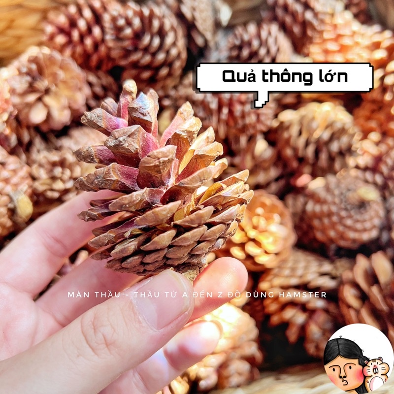 Quả thông sạch mài răng dành cho Hamster