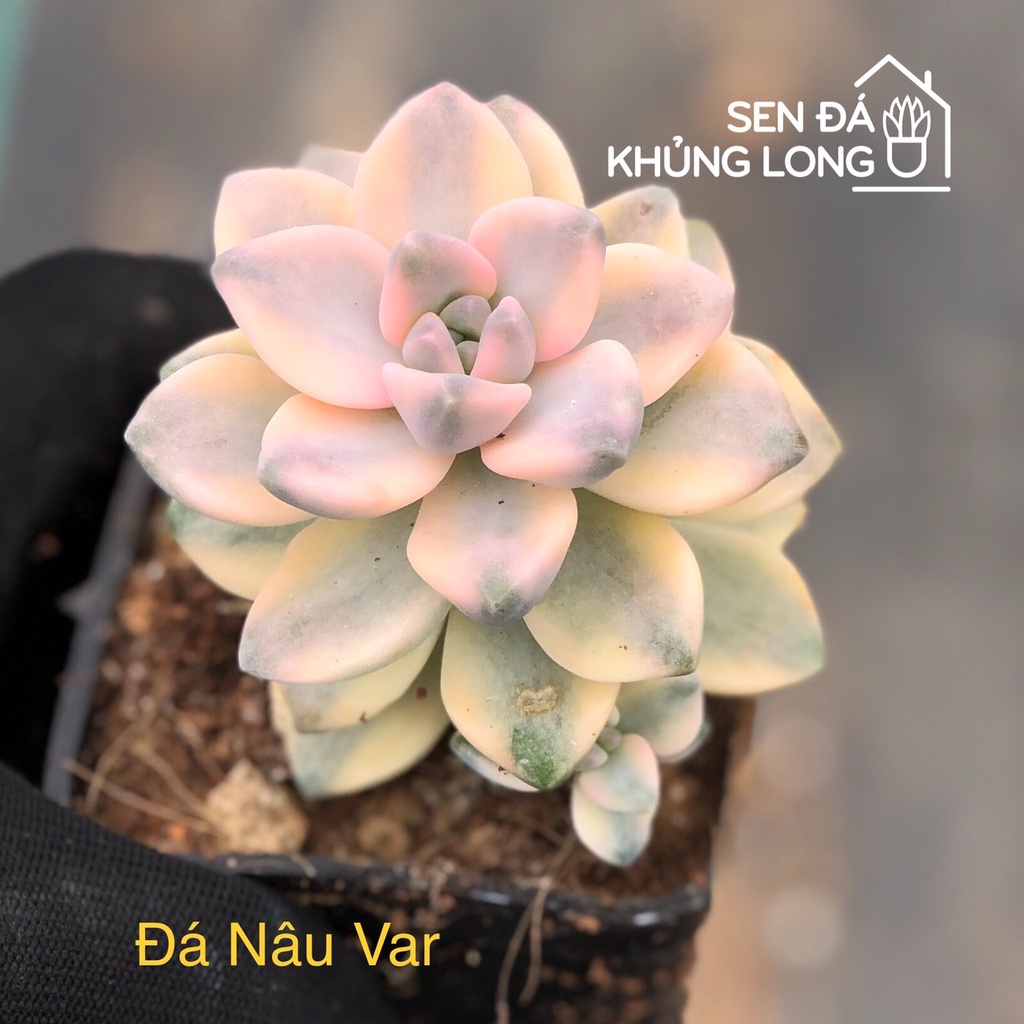 sen đá nâu var - graptoveria titubans variegated