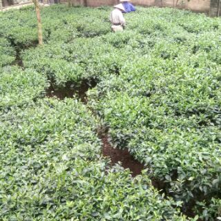 Chè khô 60k/0.5kg