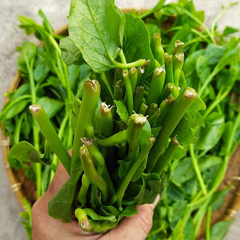 Hạt Giống Rau Mồng Tơi F1 Loại Siêu Dễ Trồng kháng sâu bệnh năng xuất cao [ gói 200 gram, 500 gram, 1kg]