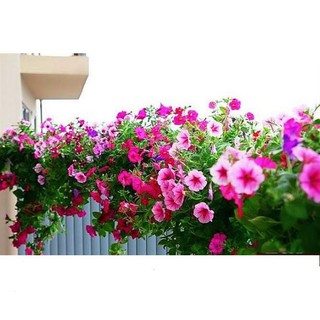 Hạt giống dạ uyên thảo đơn nhiều màu gói 20 hạt