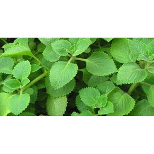 GÓI 100 HẠT GIỐNG HÚNG CHANH