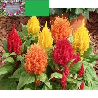 ⚡️ hạt giống hoa mào gà lửa mix⚡️ siêu dễ trồng khuyến mại 2 tuần shop mới khuyến mại tết
