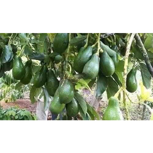 Cây giống Bơ Sáp Da Xanh