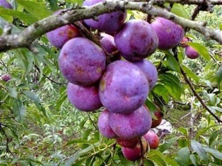 Cây giống mận tam hoa