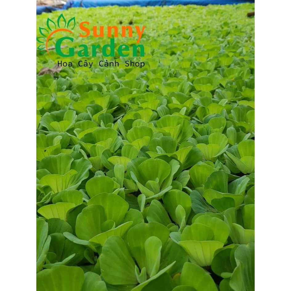 Bèo Tai Tượng 3 Bông Loại Trung - Cây Thủy Sinh
