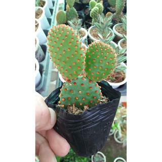 Xương Rồng Tai Thỏ Đỏ