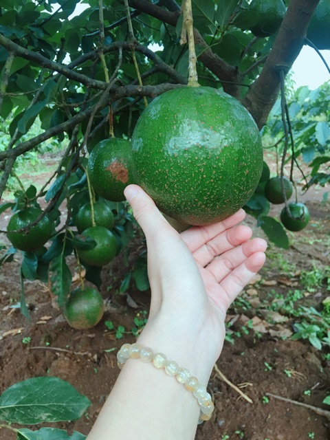 1 kg Bơ Booth tại vườn không qua trung gian quả to đều