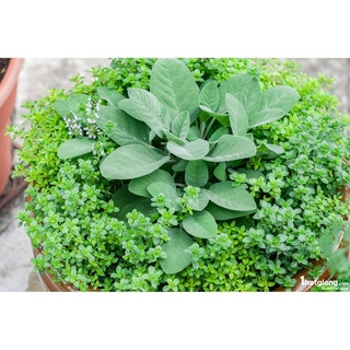 20h Hạt Giống Xô Thơm Sage