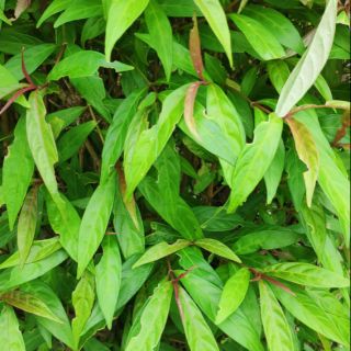 1 kg lá tươi Hoàn Ngọc Đỏ thảo dược quý