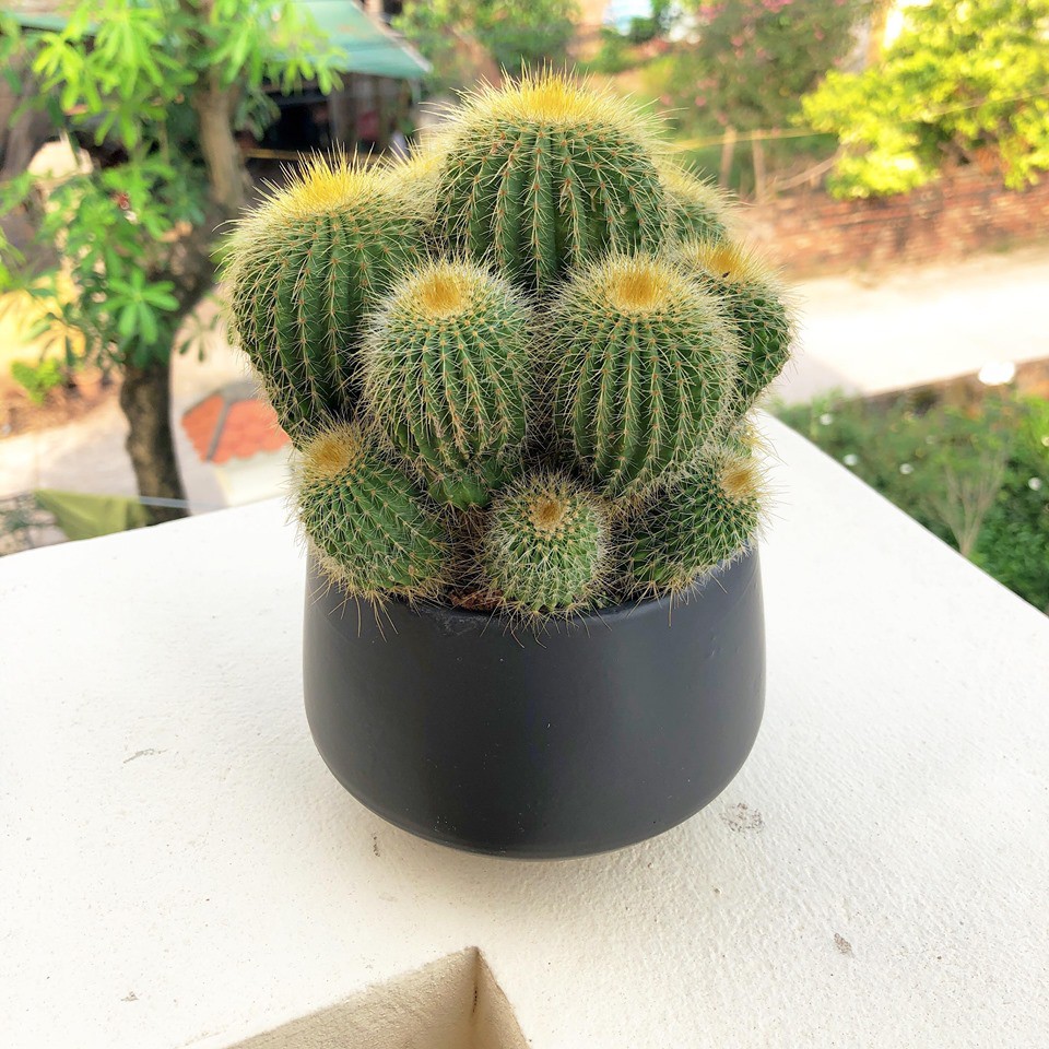 Xương rồng vàng to (Ảnh thật)