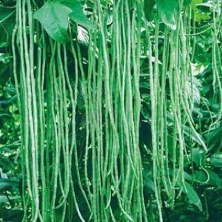 Hạt giống Đậu đũa cao sản (gói 20 gram) ☘️
