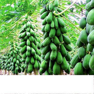Hạt giống đu đủ lùn thái lan f1 sai trái