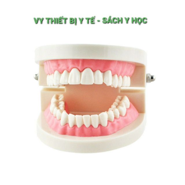 Mô hình răng