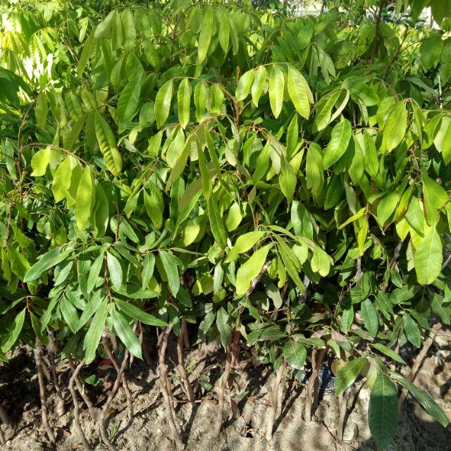 Cây nhãn nồng hưng yên