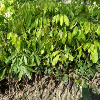 Cây nhãn nồng hưng yên