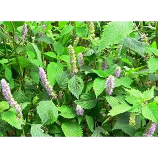 GIỐNG RAU KINH GIỚI