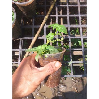 Cây giống rau xá xị (rau quế vị)