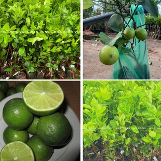 Cây giống chanh không hạt chiết cành bầu xơ dừa (ảnh thật cây giống có sẵn tại vườn)