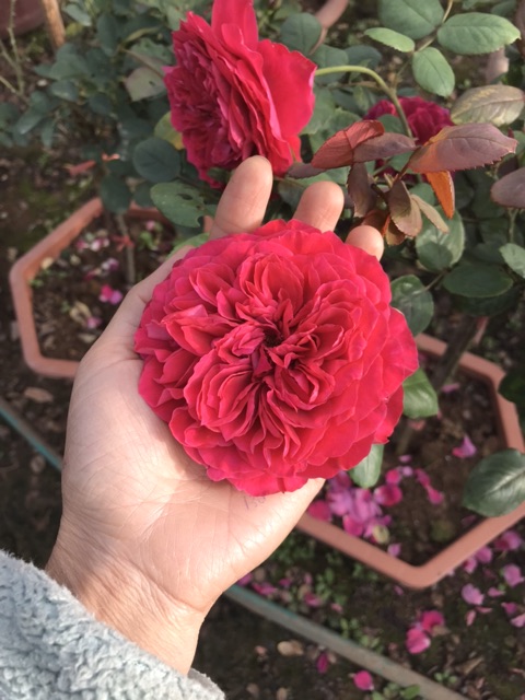 Dịch trùn quế cap cấp dành cho hoa 🌹 hồng Masinari lọ 250ml