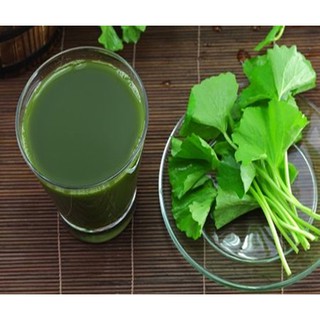 Hạt giống rau Má lá tròn