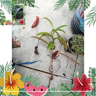 HCm hỏa tốc - Cây nắp ấm bắt mồi côn trùng ( ruồi, muỗi, kiến....) dễ chăm thích hợp mọi niềm + hướng dẫn chăm