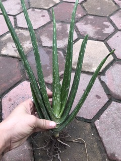 Nha đam Mỹ