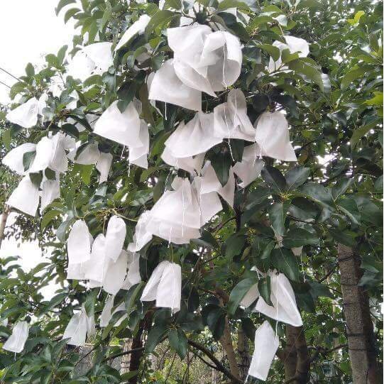 Túi bọc ổi, na thái, túi bao trái cây  100 túi