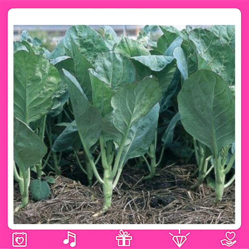 hạt cải rổ cải ná-Cải Rổ Mập (Brassica oleracea)