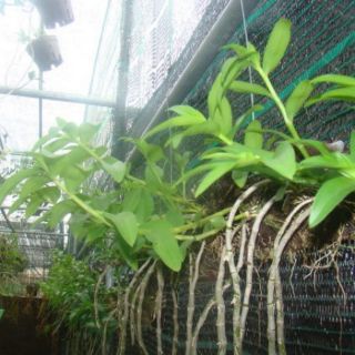 Kích rễ GR