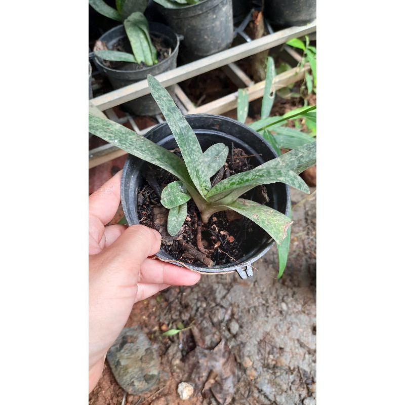 Lan hài gấm thuần vườn