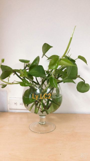 LY CÁ THỦY TINH LC2 - LC3 - LC4