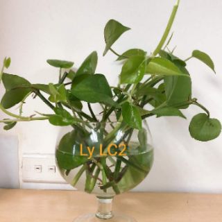 LY CÁ THỦY TINH LC2 - LC3 - LC4