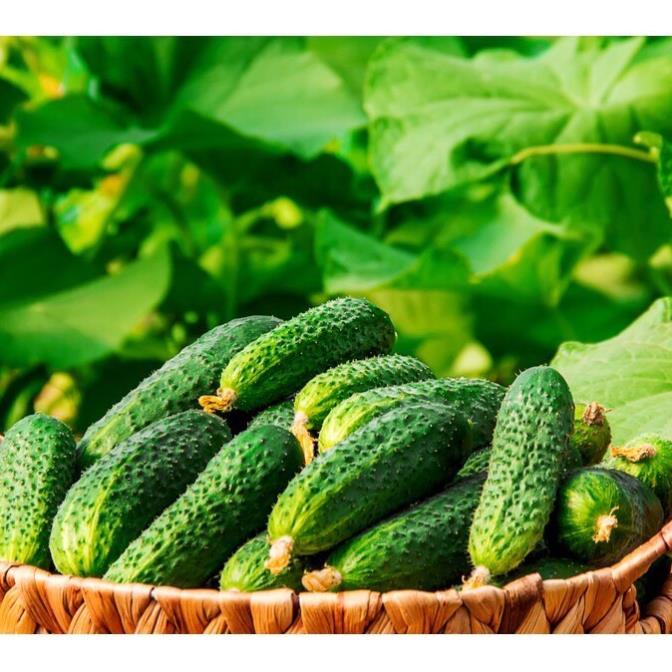 hạt giống dưa chuột bao tử siêu dễ trồng tỉ lệ nảy mầm 90%