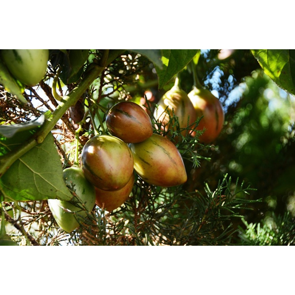Hạt giống Cà chua thân gỗ - Gói 3 hạt