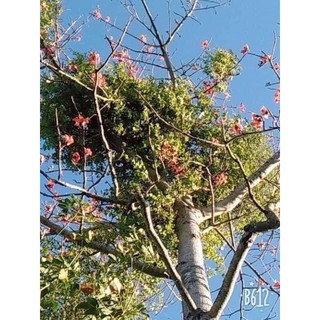 TẦM GỬI GẠO TÍA HÀNG CHUẨN👍👍
