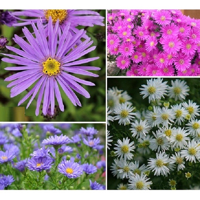 100H - #Hạt_Giống_Hoa_Thạch_Thảo_Mix ( tặng kèm kích mầm và phân bón )