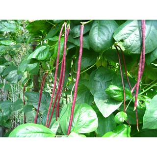 10GR - HẠT GIỐNG ĐẬU ĐŨA LEO ĐỎ