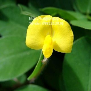 Hạt giống cây Lạc dại 50g