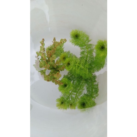 N&T Garden- tiểu bảo tháp