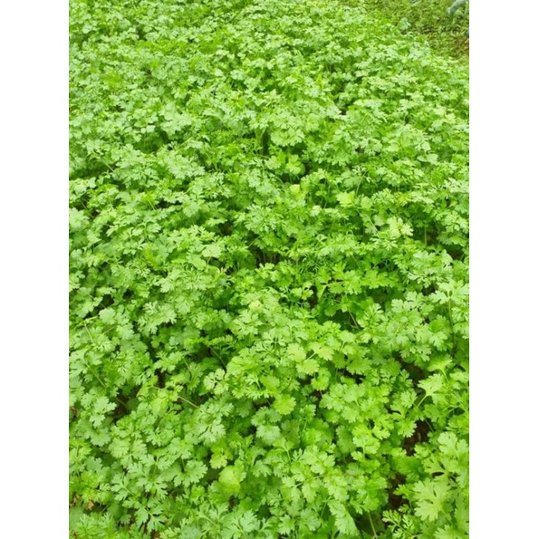 Gói 20g Hạt Giống Ngò Rí/Rau Mùi Siêu Thơm