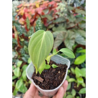 cây giống philodendron gloriosum