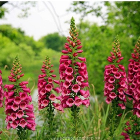 Hạt Giống Hoa Mao Địa Hoàng (gói 500 hạt, tặng phân)