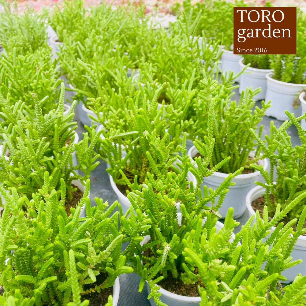 Cỏ trúc xanh Đà Lạt size trung bình cây cảnh trang trí nhà cửa Toro garden