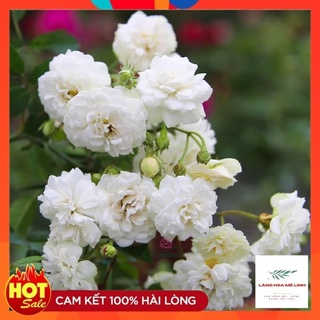 Hồng Bạch trà –[🍀SIÊU HOA🍀] hoa hồng Việt đơm bông quanh năm được ưa chuộng, cây bạch trà có vẻ đẹp tinh khôi.