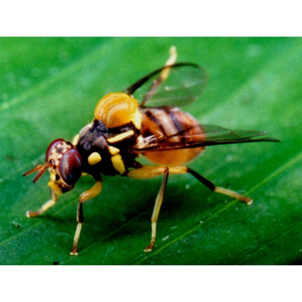 Diệt ruồi vàng, ruồi đục trái - TCT Clean (Chai 100ml) [PhanBonOnline]
