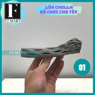 Lũa Cholla | Lũa Xương Rồng Chuyên Cho Tép Cảnh