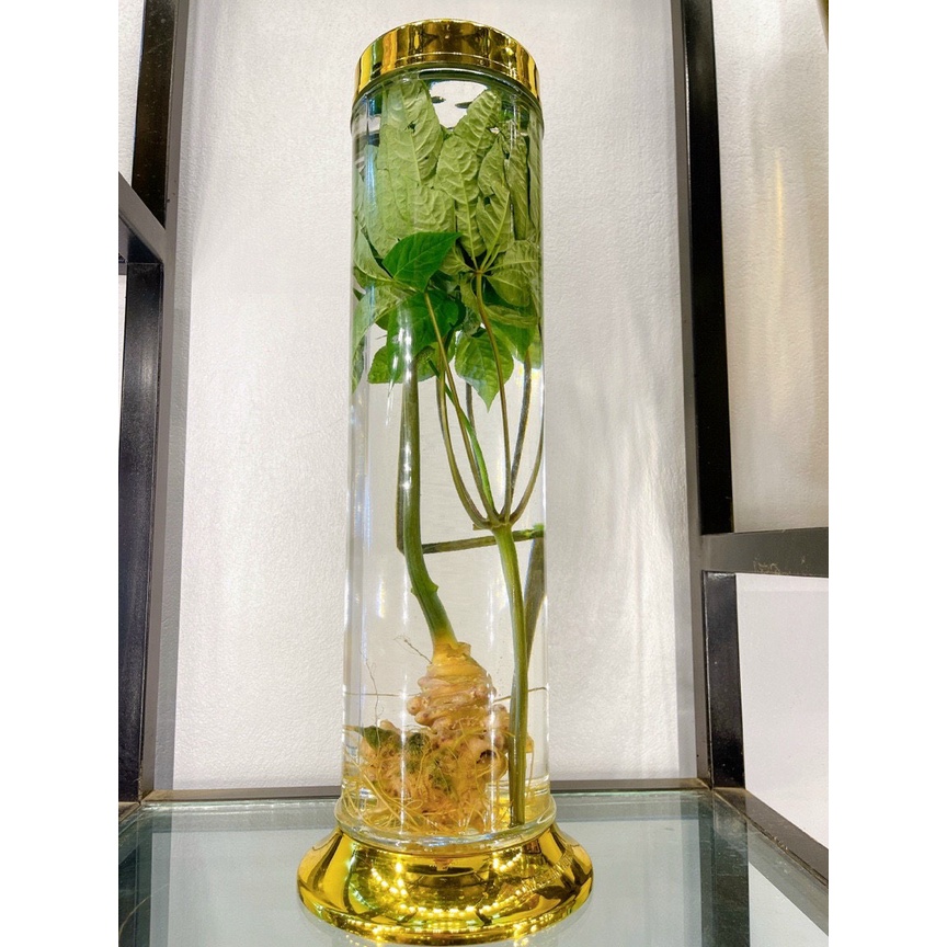 1Kg Sâm ngọc linh