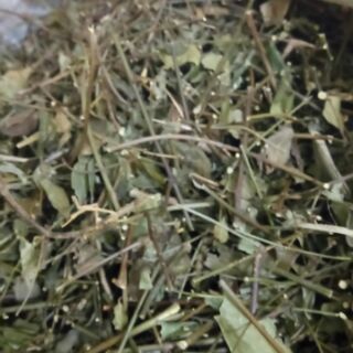 Chè vằng lá sẻ - Nghệ An